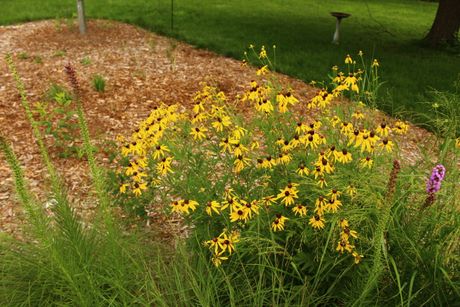 Yellow/Gray-Headed Coneflower Seeds, EastMichNatives