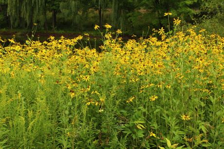 Yellow/Gray-Headed Coneflower Seeds, EastMichNatives