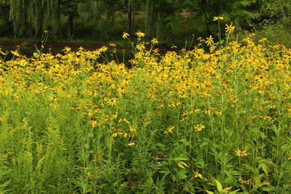 Yellow/Gray-Headed Coneflower Seeds, EastMichNatives