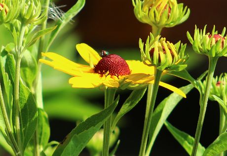 Sweet Black Eyed Susan Seeds, EastMichNatives