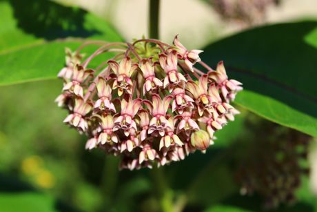 Common Milkweed Seeds, EastMichNatives
