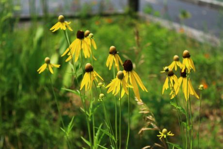 Yellow/Gray-Headed Coneflower Seeds, EastMichNatives