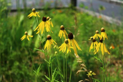 Yellow/Gray-Headed Coneflower Seeds, EastMichNatives