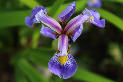 Northern Blue Flag Iris Seeds, EastMichNatives
