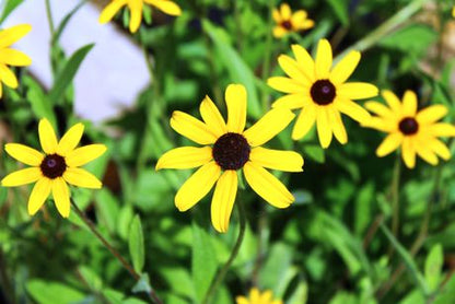 Sweet Black Eyed Susan Seeds, EastMichNatives