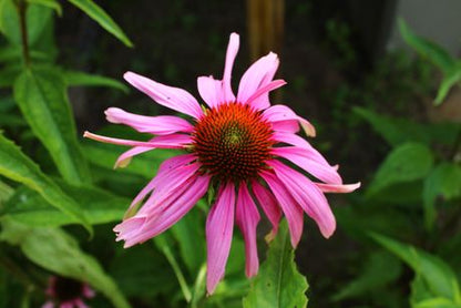 Purple Coneflower Seeds, EastMichNatives