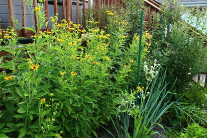 Sweet Black Eyed Susan Seeds, EastMichNatives