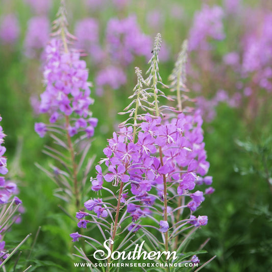 Fireweed (Willowherb) – 100 Seeds