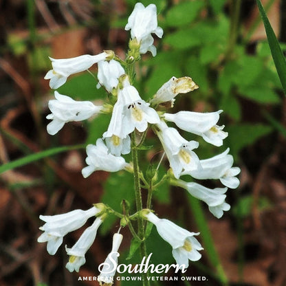 Beardtongue Foxglove – 200 Seeds