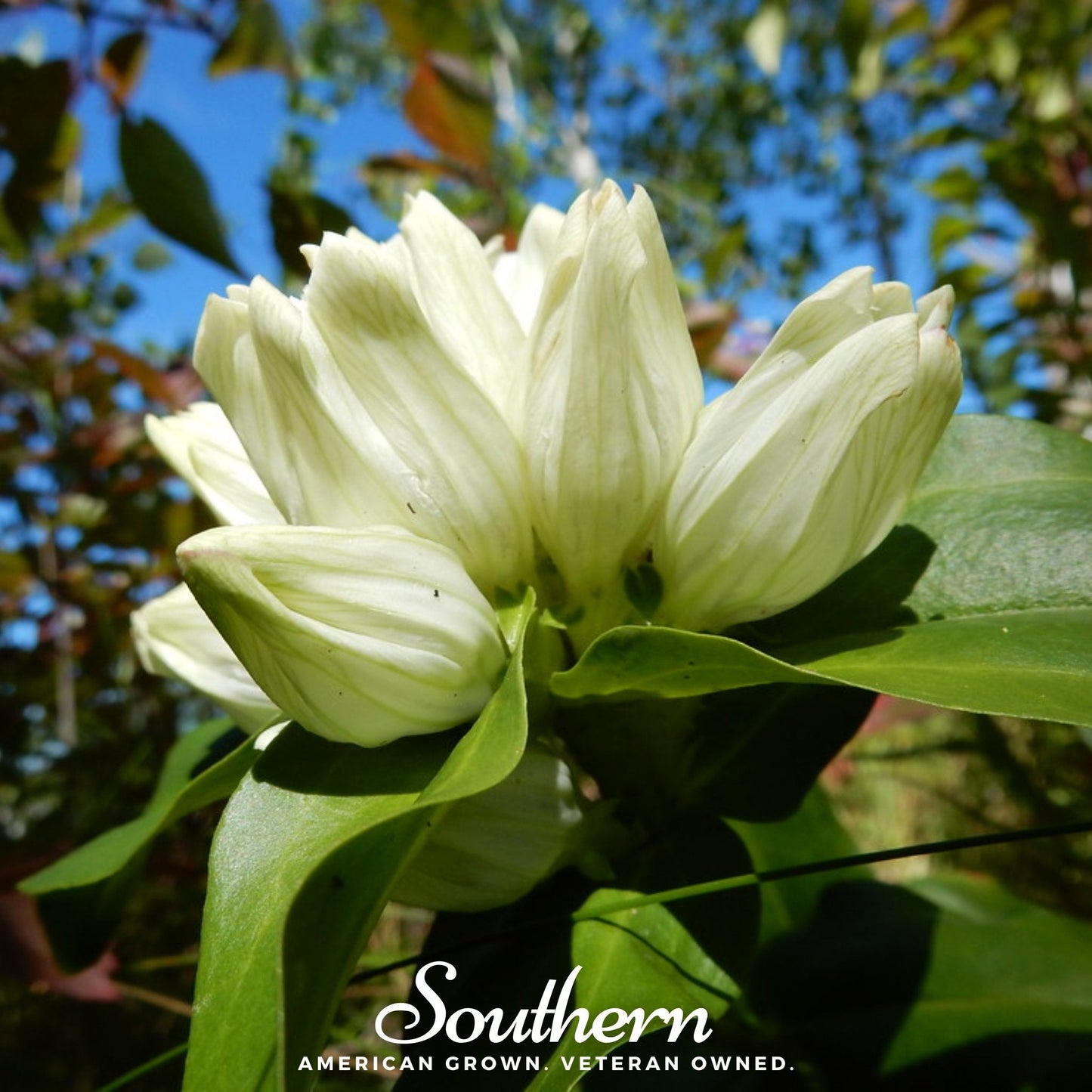 Cream Gentian – 50 Seeds