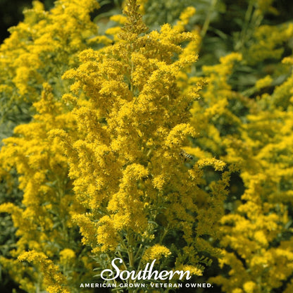 Ohio Goldenrod – 100 Seeds