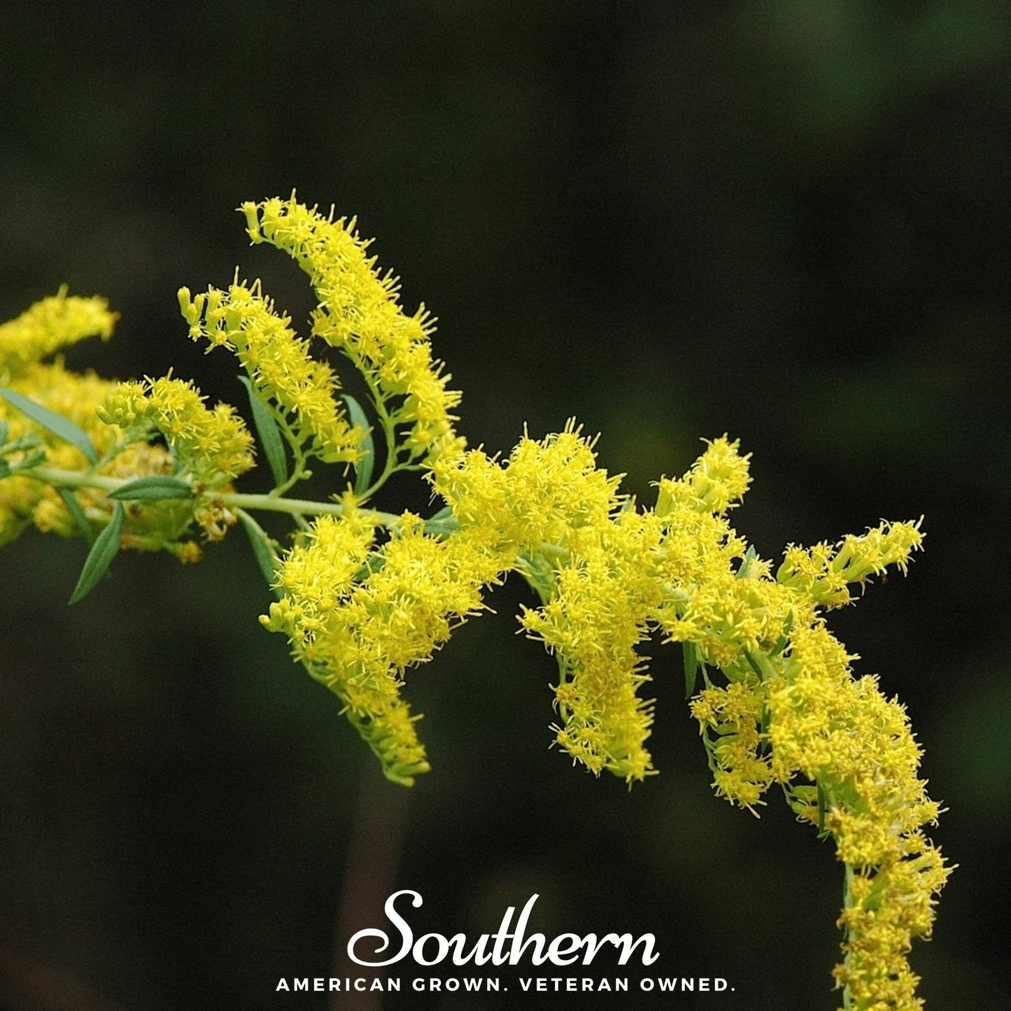 Ohio Goldenrod – 100 Seeds