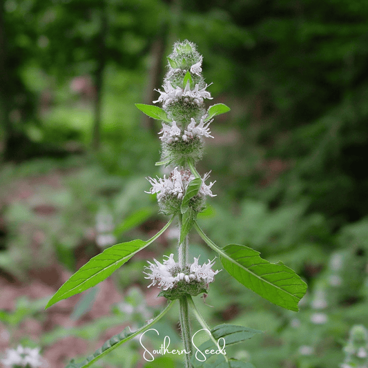 Hairy Wood Mint - Pagoda Plant – 100 Seeds