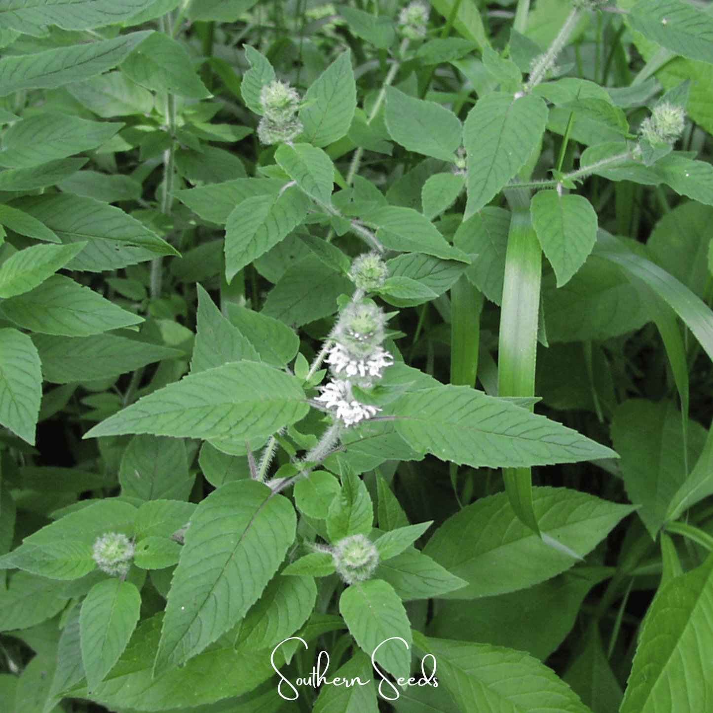 Hairy Wood Mint - Pagoda Plant – 100 Seeds
