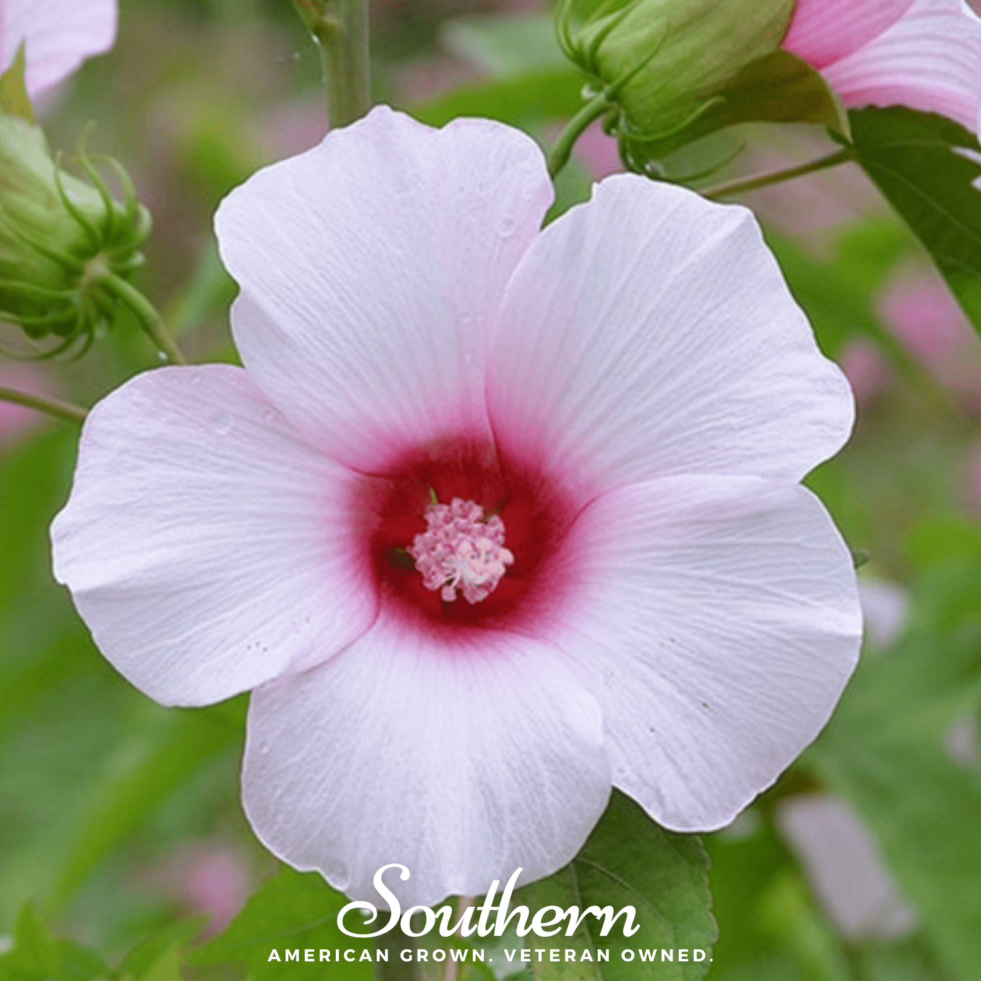 rose mallow hibiscus seeds Rose Mallow Hibiscus – 25 Seeds