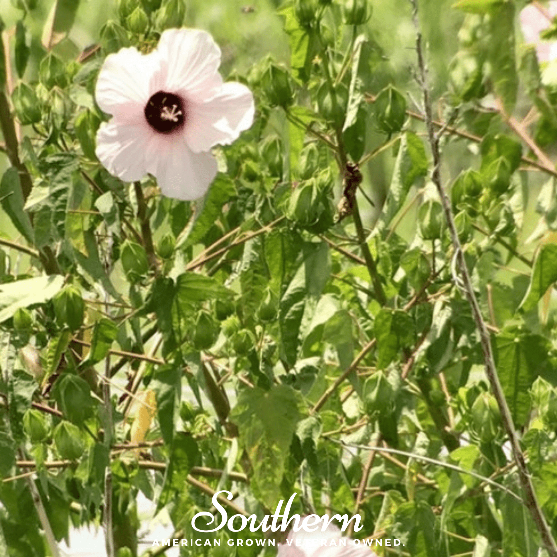 rose mallow seed Rose Mallow Hibiscus – 25 Seeds