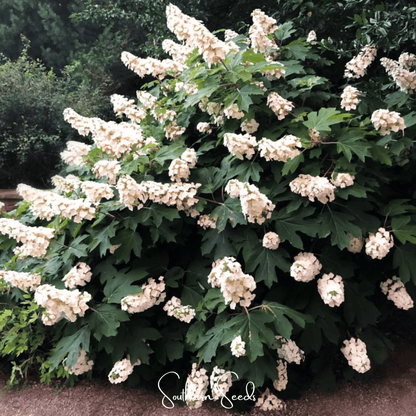 Oakleaf Hydrangea – 100 Seeds