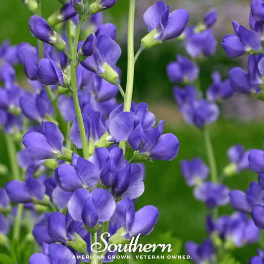 Wild Blue Indigo – 35 Seeds