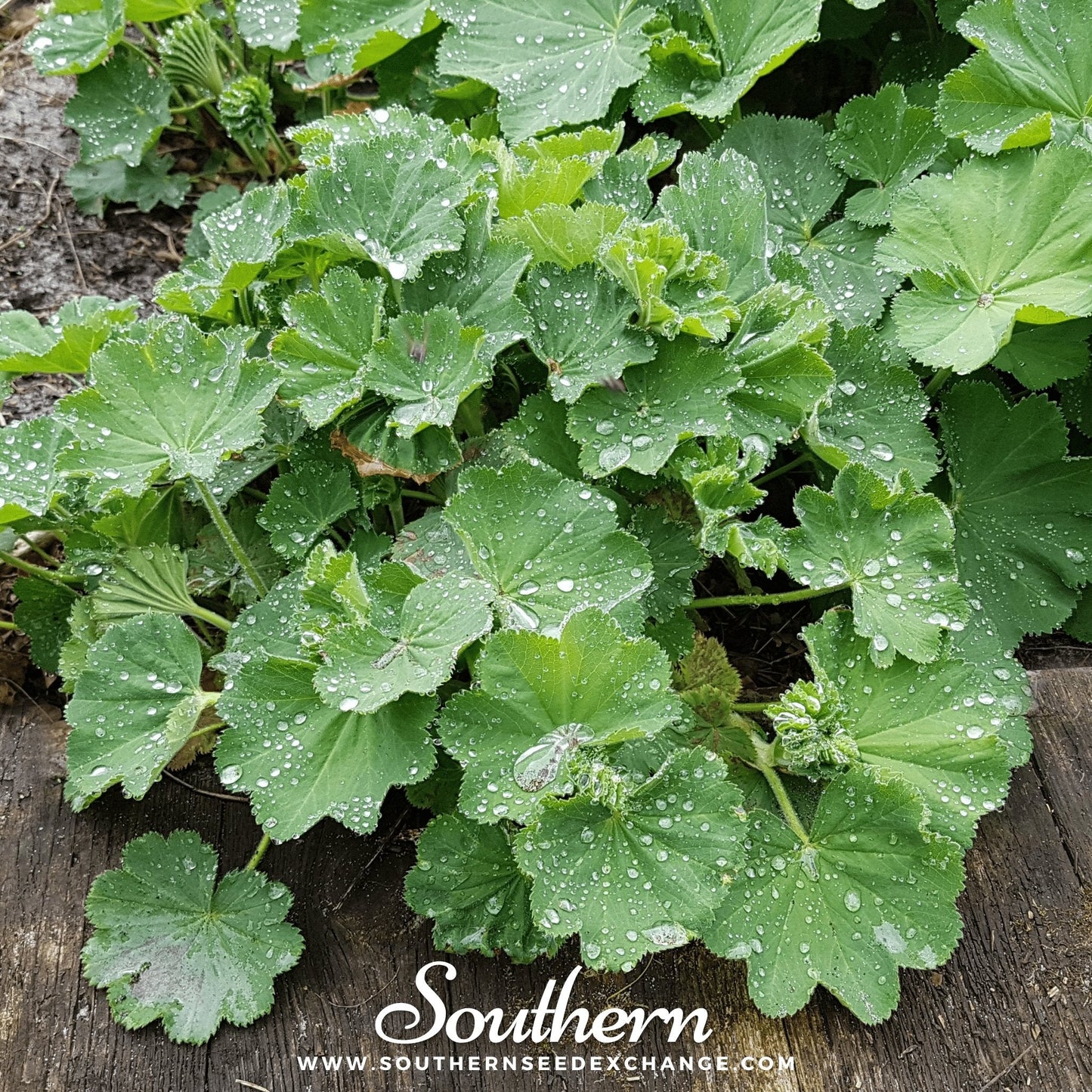 Lady’s Mantle – 50 Seeds