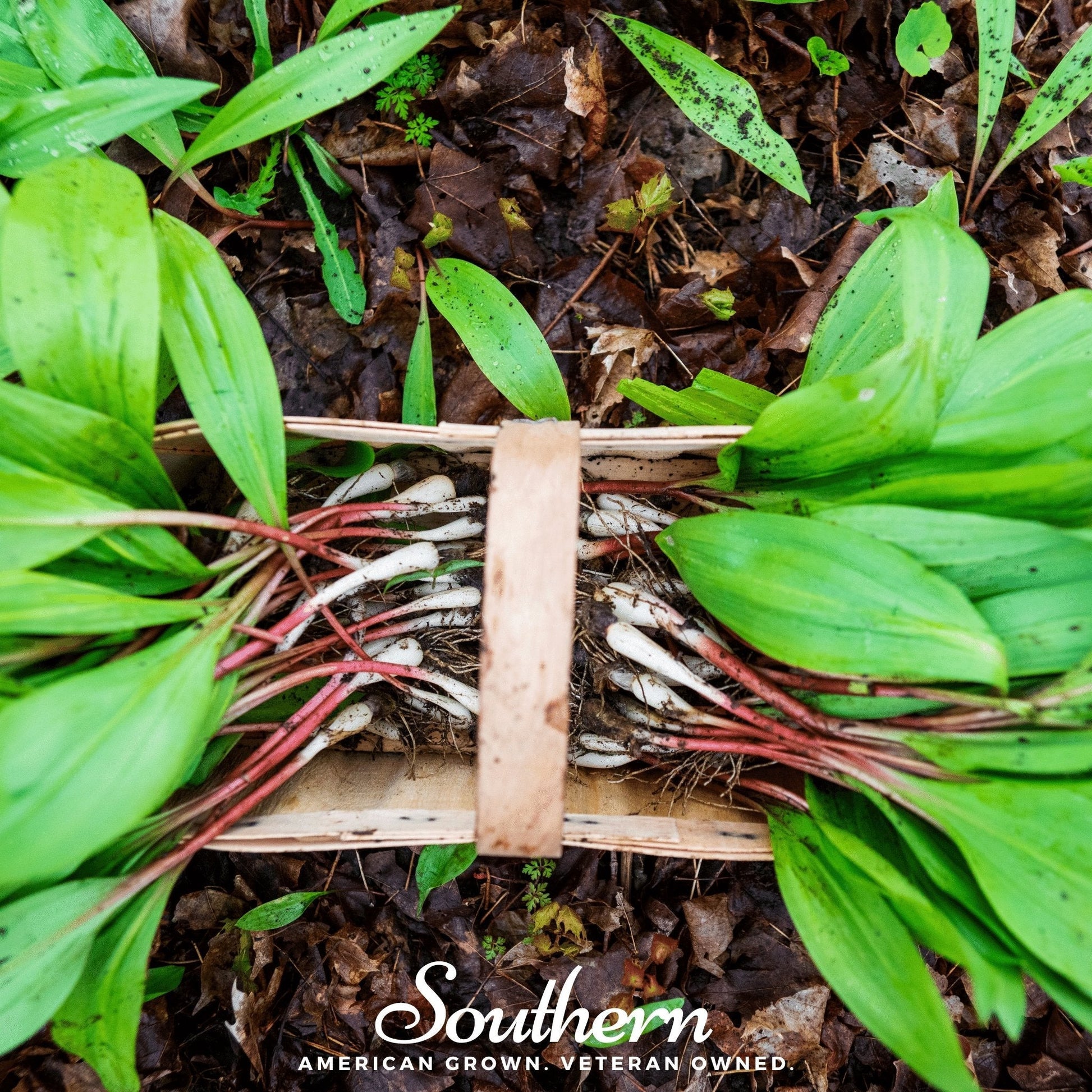 ramp plant seeds Wild Leek (Ramps) – 10 Seeds