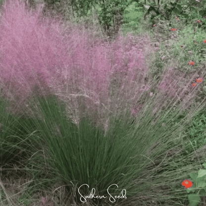 Purple Love Grass – 50 Seeds