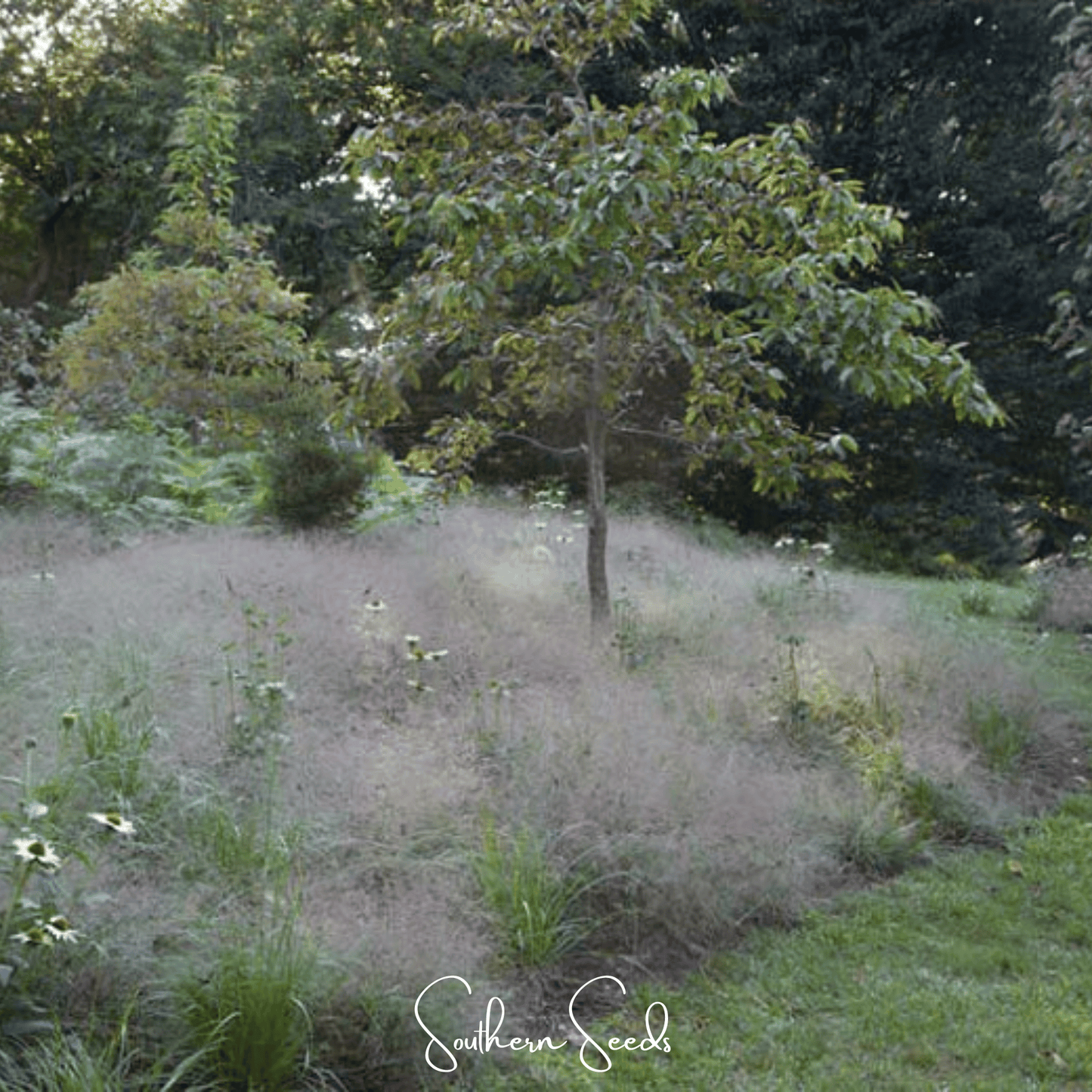 Purple Love Grass – 50 Seeds