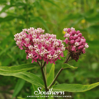 Swamp Milkweed – 50 Seeds
