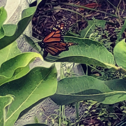 Common Milkweed Seeds, EastMichNatives