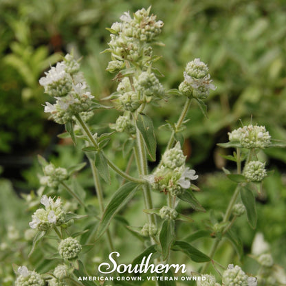 Mountain Mint – 100 Seeds