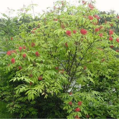 Red Elderberry – 50 Seeds