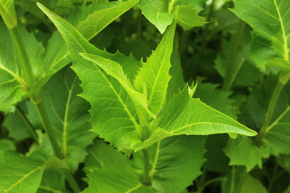 Cup Plant Seeds, EastMichNatives