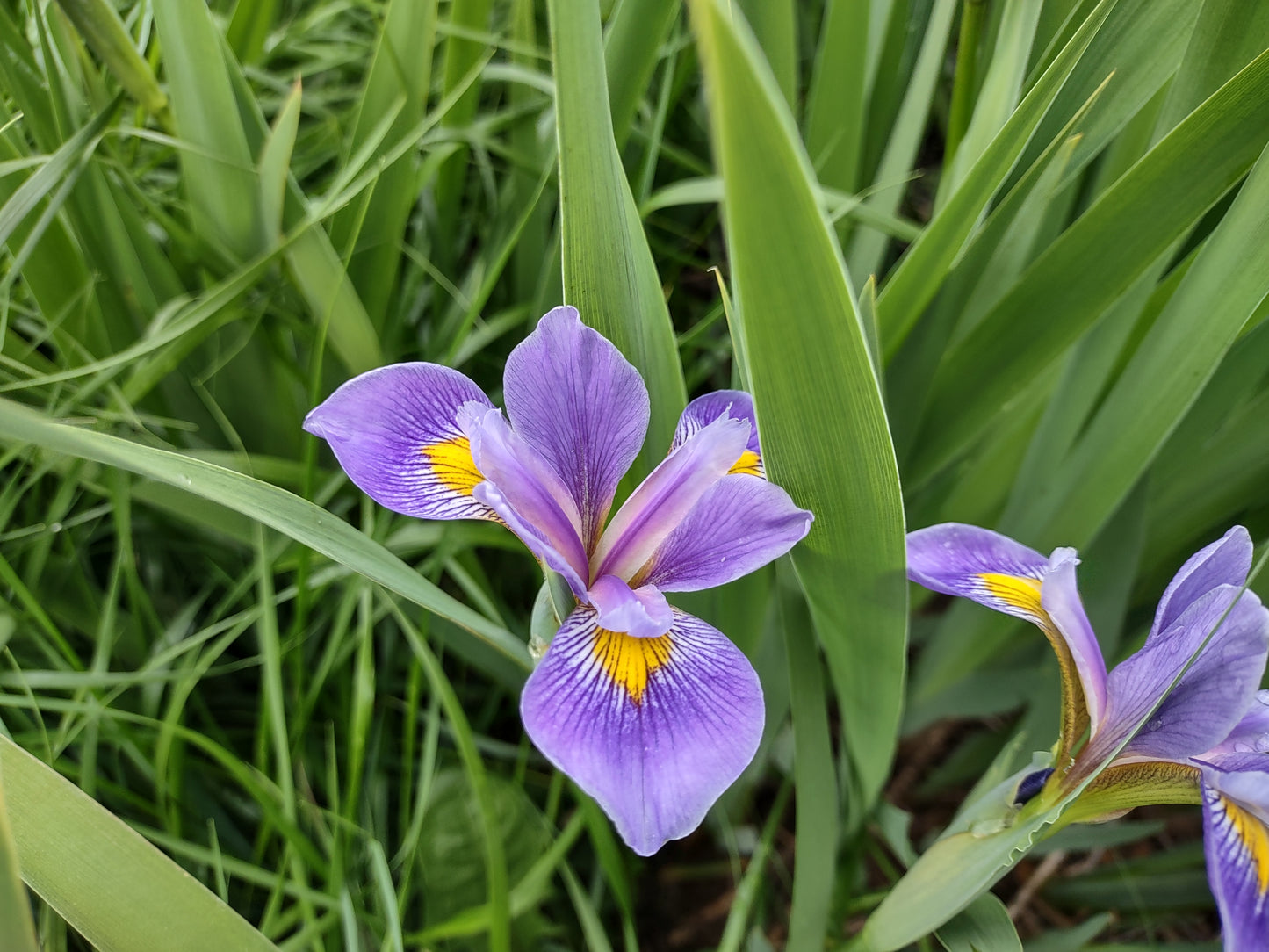 Northern Blue Flag Iris Seeds, EastMichNatives