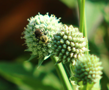 Rattlesnake Master Seeds, EastMichNatives