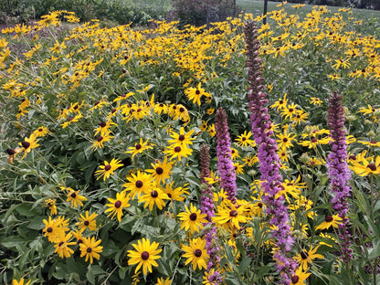 Sweet Black Eyed Susan Seeds, EastMichNatives
