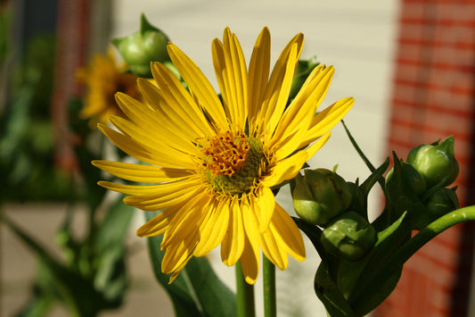 Cup Plant Seeds, EastMichNatives