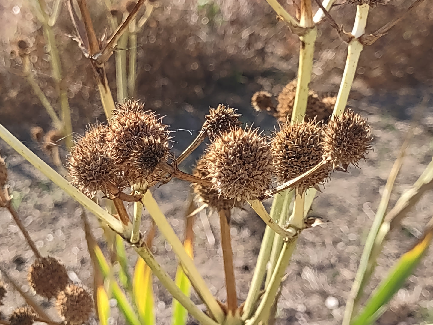 Rattlesnake Master Seeds, EastMichNatives