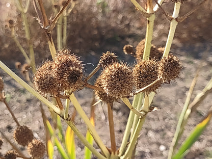 Rattlesnake Master Seeds, EastMichNatives