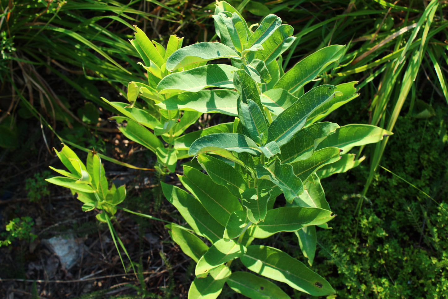 Common Milkweed Seeds, EastMichNatives