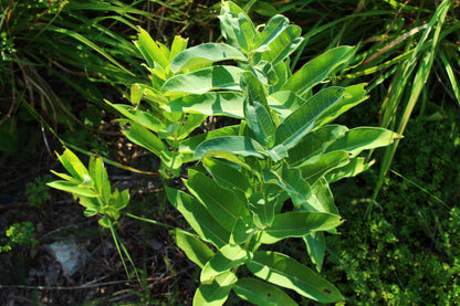 Common Milkweed Seeds, EastMichNatives