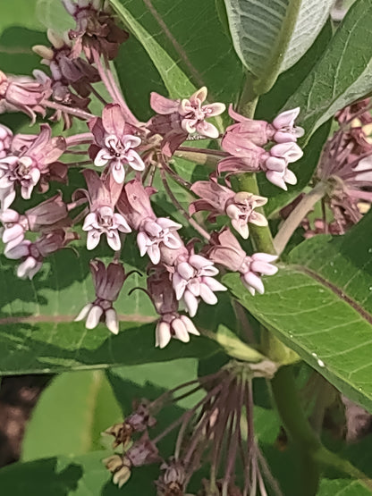 Common Milkweed Seeds, EastMichNatives