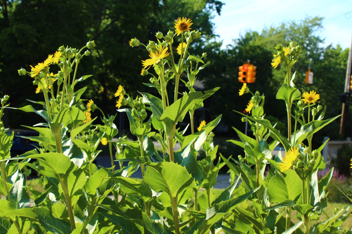 Cup Plant Seeds, EastMichNatives