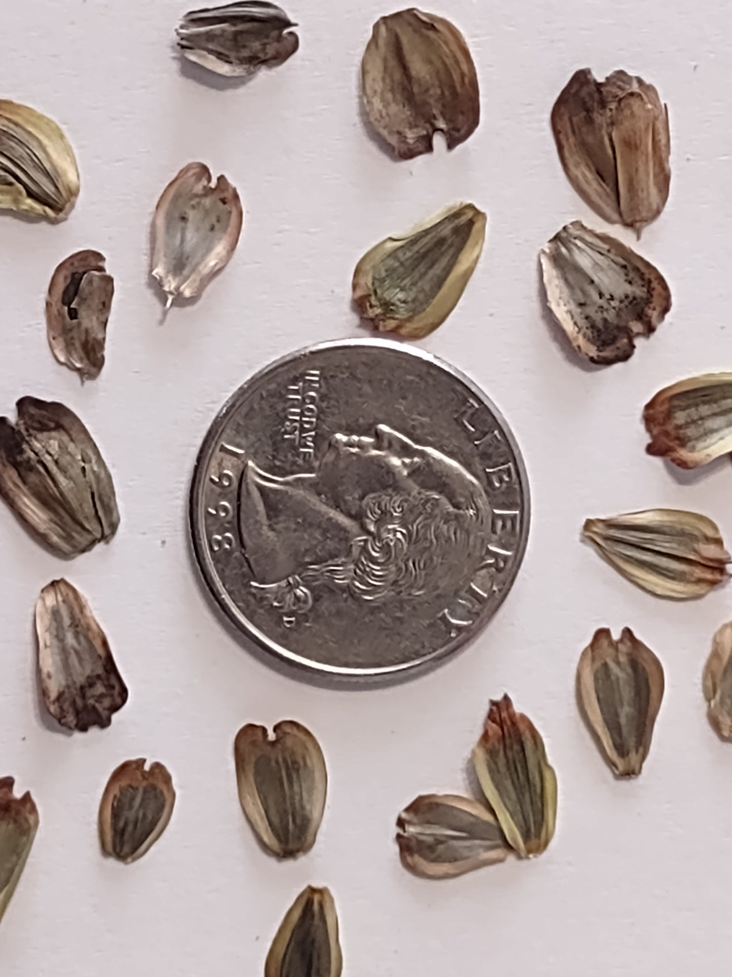 Cup Plant Seeds, EastMichNatives