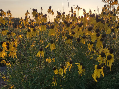 Yellow/Gray-Headed Coneflower Seeds, EastMichNatives