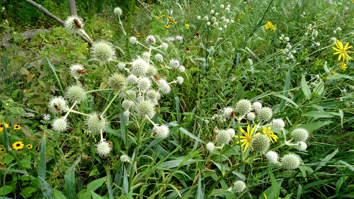 Rattlesnake Master Seeds, EastMichNatives