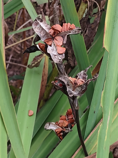 Northern Blue Flag Iris Seeds, EastMichNatives