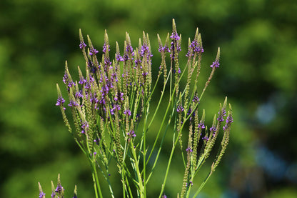 Blue Vervain Seeds, EastMichNatives