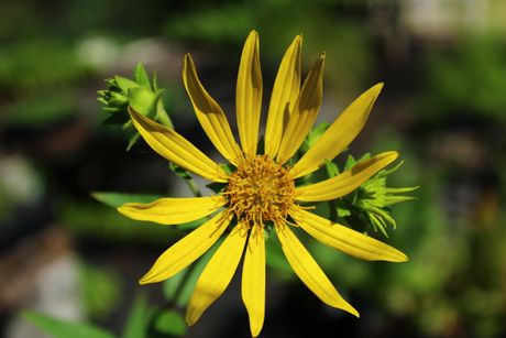 Rosinweed Seeds, EastMichNatives