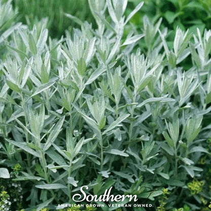 Prairie Sage – 100 Seeds