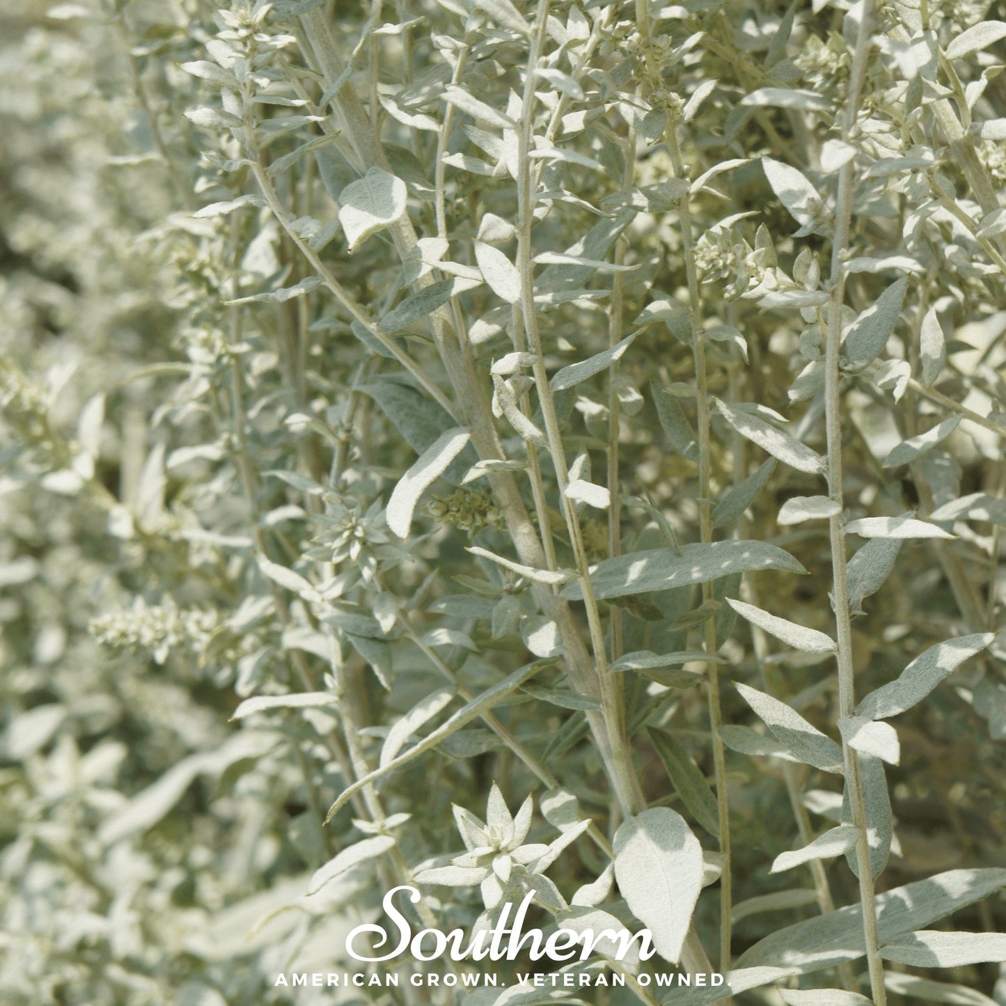 Prairie Sage – 100 Seeds