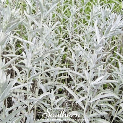 Prairie Sage – 100 Seeds